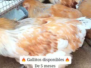 OFERTAS DE POLLOS HERMOSOS DE LA RAZA BRAHMA