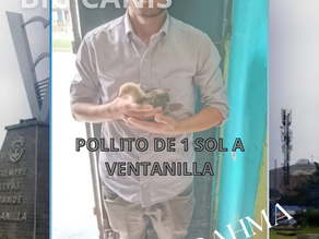 COMPRADOR DE POLLITO DE 1 SOL EN MARZO SE VA A VENTANILLA
