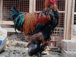 ❗🐓🇹🇷Gallo Brahma Perdiz Dorado 🐓🇹🇷 (disponibles envíos a provincia ) detalles por interno