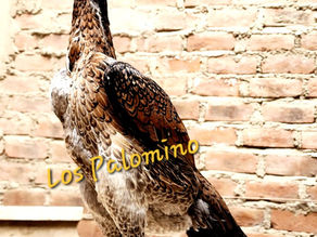 💥O'Shamos - OCASION EN VENTA 🐉
📍Lima - Puente Piedra
💢Los Palomino