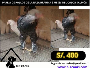 POLLOS DE LA RAZA BRAHMA EN EL COLOR SALMÓN DE 5 MESES