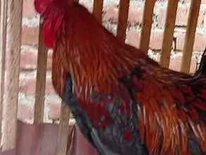 Gallito Marans Black Copper 7 meses