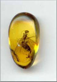 amberica