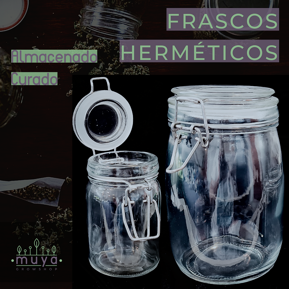 Frascos hermeticos de vidrio para curado de cannabis