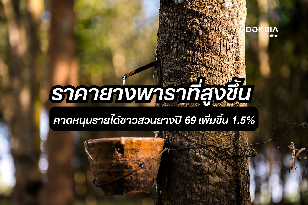 ราคายางพาราของไทยปี 2569 คาดสูงขึ้น 4.8% (ศูนย์วิจัยกสิกรไทย Infographic)
