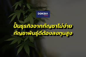 ปั้นธุรกิจจากกัญชาไม่ง่าย กัญชาพันธุ์ดีต้องลงทุนสูง