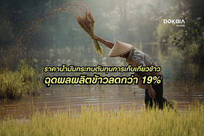 ราคาน้ำมันพุ่ง 35% จากสงครามอิหร่าน กระทบต้นทุนการเก็บเกี่ยวข้าวนาปรัง ฉุดผลผลิตลดกว่า 19%