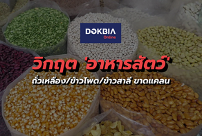 วิกฤต 'อาหารสัตว์'...ถั่วเหลือง/ข้าวโพด/ข้าวสาลี ขาดแคลน