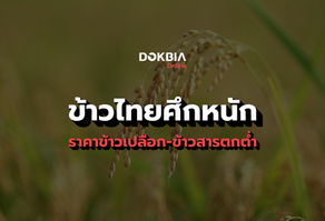 ข้าวไทยศึกหนัก...ราคาข้าวเปลือก-ข้าวสารตกต่ำ