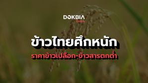 ข้าวไทยศึกหนัก...ราคาข้าวเปลือก-ข้าวสารตกต่ำ