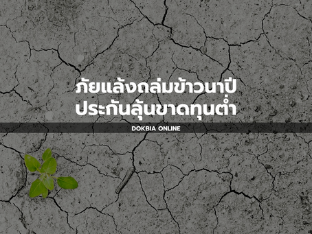 ภัยแล้งถล่มข้าวนาปี ประกันลุ้นขาดทุนต่ำ
