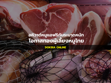 อหิวาต์หมูระบาดหนัก โอกาสทองผู้เลี้ยงหมูไทย