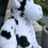Thumbnail: Cow Plush Teddy
