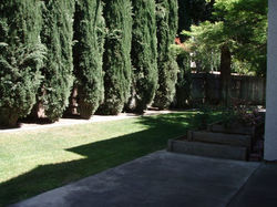 Backyard1.JPG