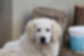 Kuvaszpuppy.jpg