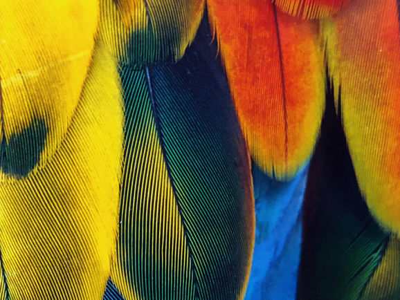 O que é a COP16 da ONU sobre Biodiversidade e qual a sua importância para a natureza e a humanidade?