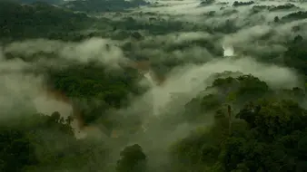 Cientistas identificam microrganismos na névoa da Amazônia