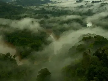 Cientistas identificam microrganismos na névoa da Amazônia