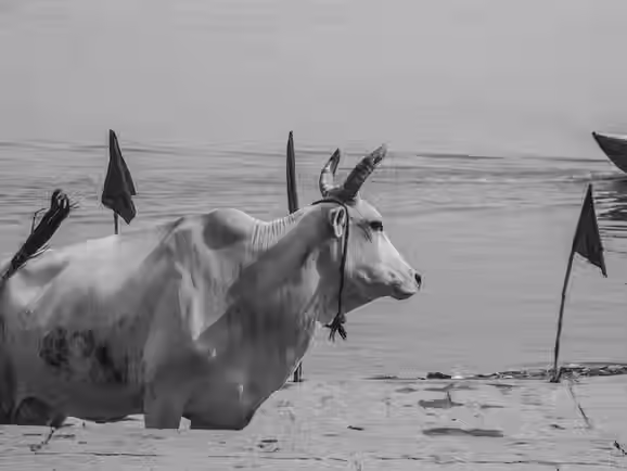 A vaca sagrada: Por que o animal é venerado na cultura hindu