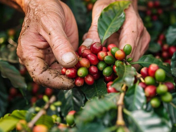 Agricultura familiar tem até dezembro para renegociar débitos pelo Desenrola Rural