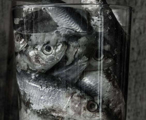 Samarco deve pagar R$ 557 milhões em multas ambientais até dezembro