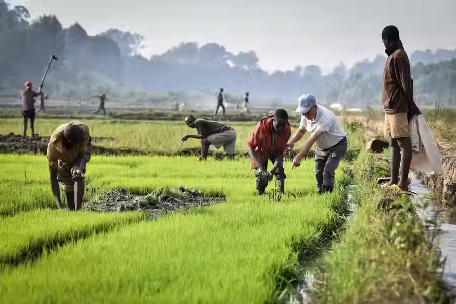 Plantio de novas sementes para cooperação agrícola China-África ©Xinhua