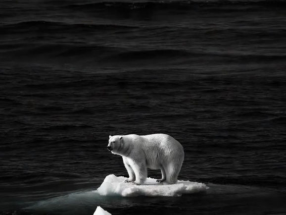 Antártica perde área de gelo marinho equivalente ao tamanho da França
