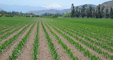 campo-potosino-maíz.jpeg