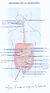 04- Les Organes de la Digestion.jpg