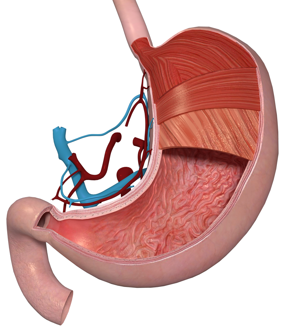 Couches musculaires de L’estomac