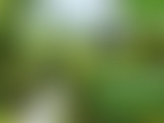 Beyond Shillong & Guwahati: Unveiling Asia's Cleanest "Secret" Village