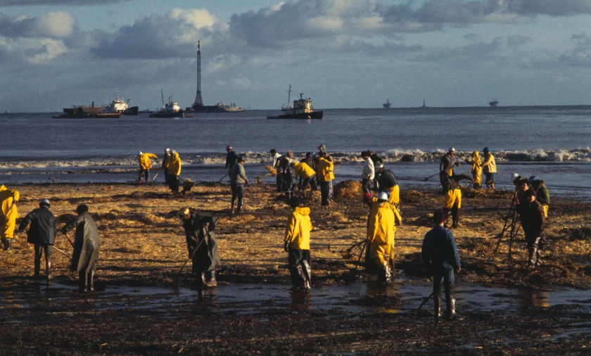 Straw soaks up crude oil along the coast after the oil spill. Credit: Bettmann/Getty Images