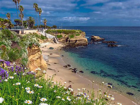 The Pacific Tide: A Prickly Shark Encounter In La Jolla And What It Means