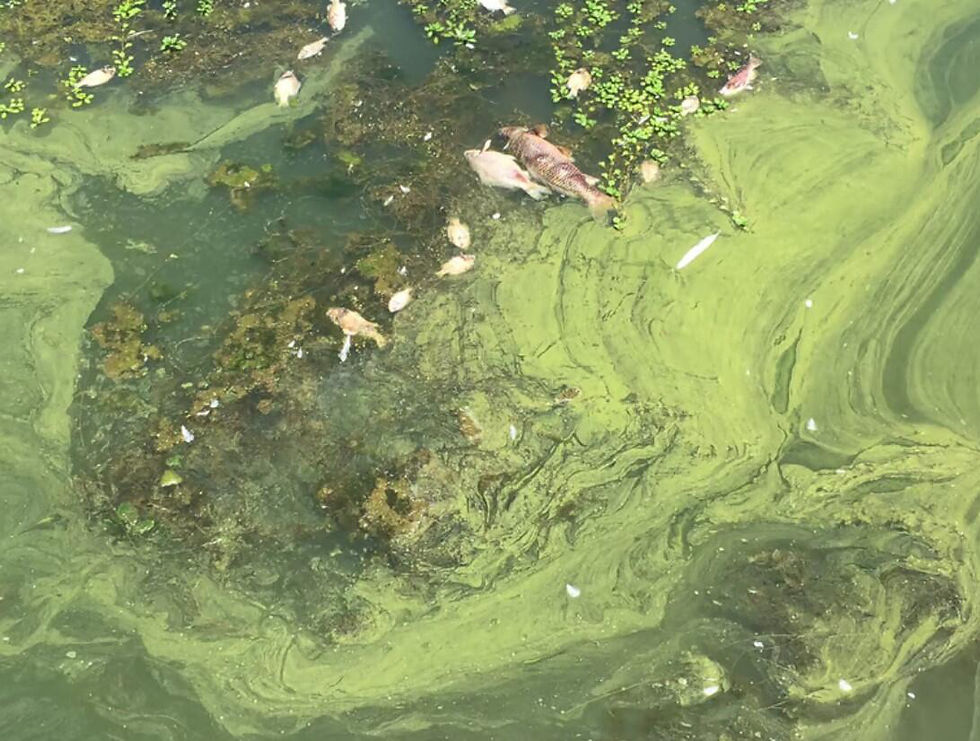A photograph of a harmful algal bloom causing a fish (crapple, carp, bluegill, and catfish), die-off in Clear Lake, California. This bloom occurred in June 2019. Credit to the United States Geologic Survey.