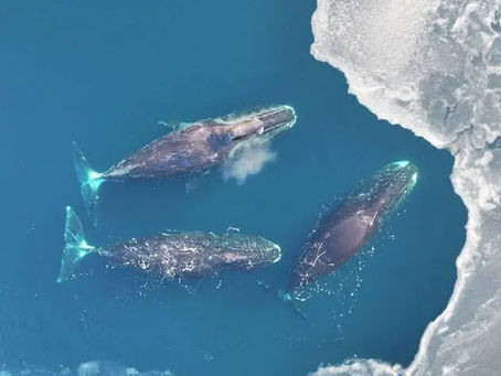 The Bowhead Whale Of Little Diomede Island, United States of America (Balaena mysticetus)