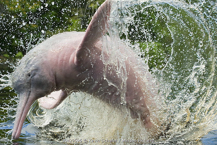 A photograph of an Amazon River Dolphin leaping out of the water in a whorl of water. Credit to wildlife photographer Kevin Schafer.