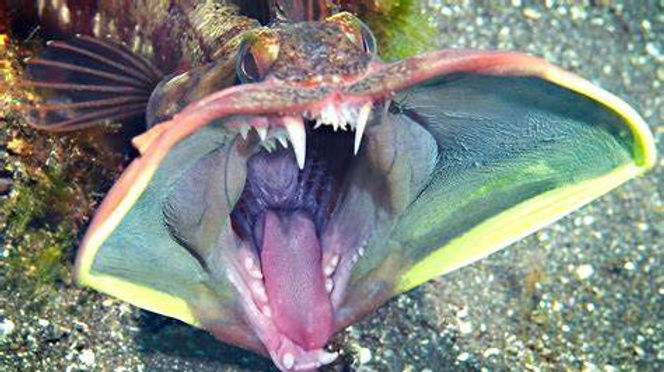 The Sarcastic Fringehead Of Monterey Bay California Neoclinus Blanchardi 
