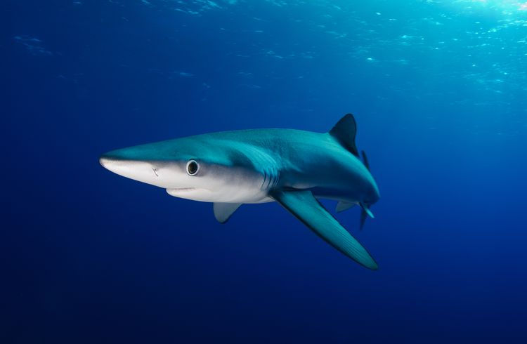 A striking photograph of the Blue Shark (Prionace glauca). Credit to underwater photographer Joost van Uffelen.