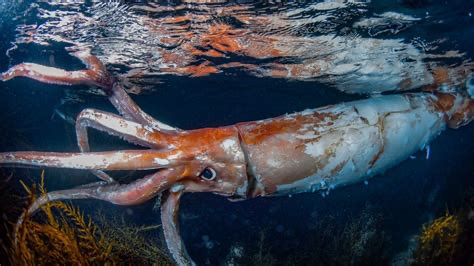 A photograph of an 8-foot (2.43 meters) long Giant Squid (Architeuthis dux) caught swimming off the coast of Japan. This giant squid seems to be molting. Credit to Yosuke Tanaka.