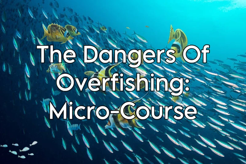 A logo for the Dangers of Overfishing Micro-Course, by The Persaud Foundation.