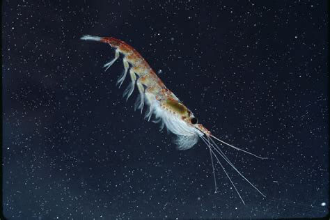 A photograph of a krill swimming in a vast ocean. Credit to National Geographic.