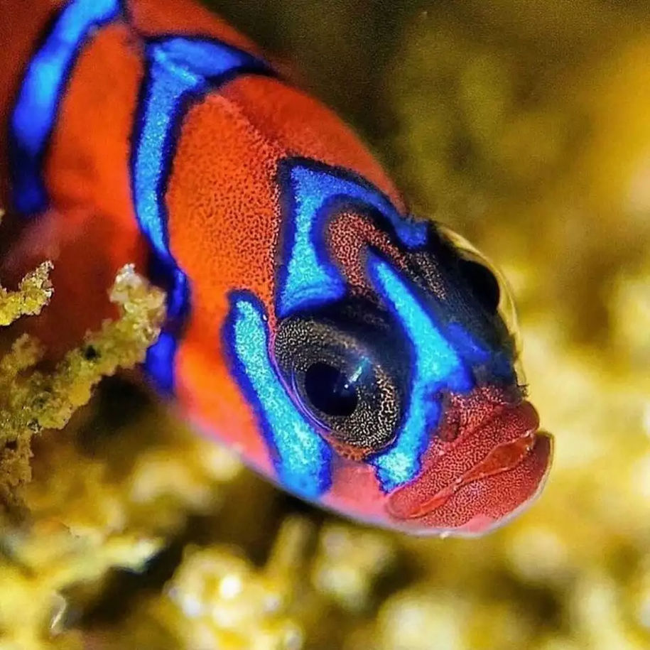 A photograph of a Blue-Banded Goby Fish, the kind poached by David Hornbaker. Please note this exact individual was not poached. Credit to @marine_encylopedia.
