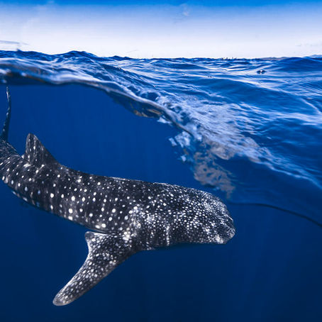 The Whale Shark Of Pujada Bay, The Philippines (Rhincodon Typus)