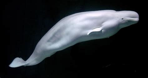 A lovely photograph of a Beluga Whale showcasing its white skin, fin-less back, muscular body, & melon-esque head. Credit to Ocean Info.