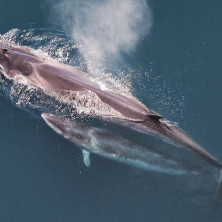 The Sei Whale Of Port Arthur, Texas (Balaenoptera Borealis) 