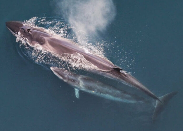 A heartwarming photograph of a mother Sei Whale & her calf swimming along contentedly. Credit to photographer Christine Khan.