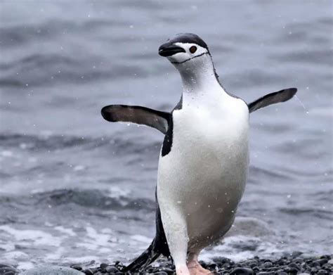 A photograph of a chinstrap penguin posed in a distinguished fashion. They are primarily located in the Scotia Sea region, with colonies in the South Shetland, South Orkney, & South Sandwich islands. Credit to the Antarctic & Southern Ocean Coalition.