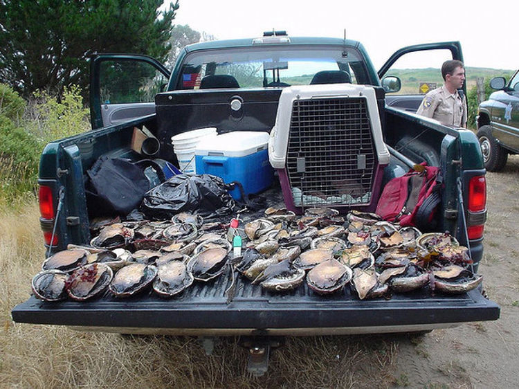 Seized poached abalone in Monterey, CA. Credit to KQEDQuest.