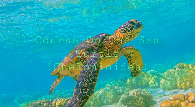 Sea Turtle Swimming In Coral Reef