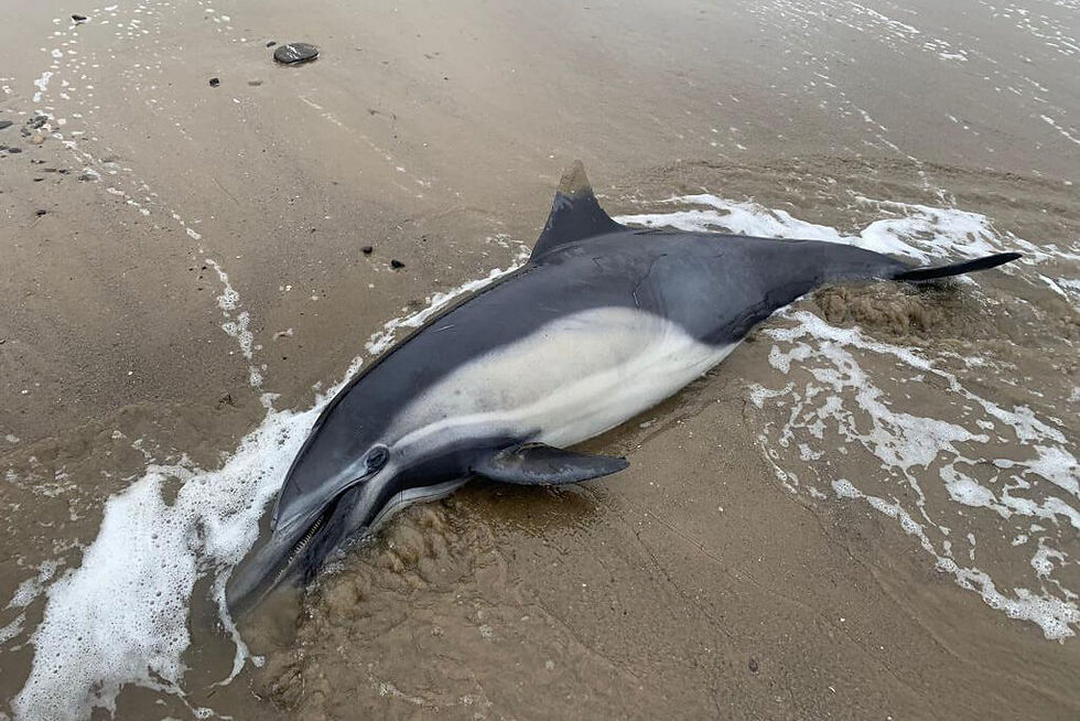 A photograph of a deceased dolphin washed up on shore as a result of Domoic Acid Poisoning. Credit to the Channel Islands Marine & Wildlife Institute.